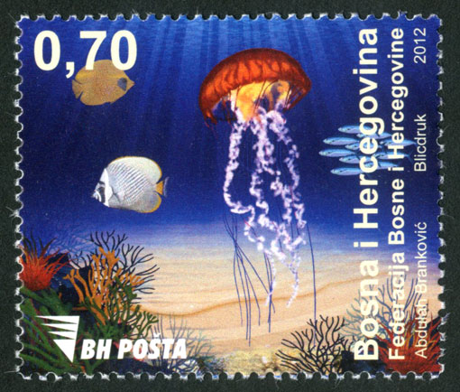 Morska fauna – meduza