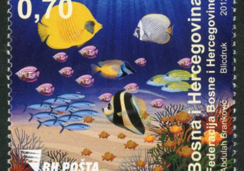 Morska Fauna – Riba