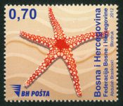 Morska Fauna – Zvijezda