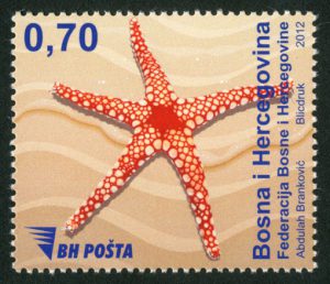 Morska Fauna – Zvijezda