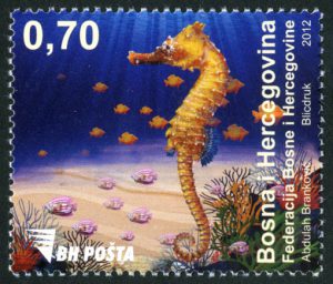 Morska Fauna – Konjic