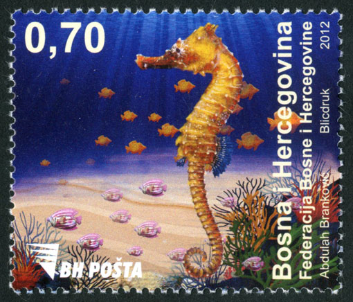 Morska fauna – konjic