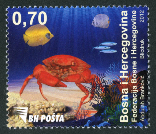 Morska fauna – rak