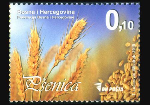 Pšenica