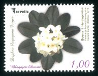 Blagajev Likovac (Daphne Blagayana Freyer)