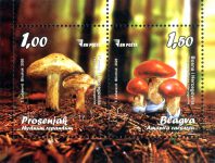 Gljive: “Prosenjak (Hydnum Repandum) I Blagva (Amanita Caesarea)”