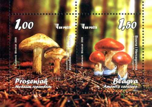 Gljive: “Prosenjak (Hydnum Repandum) I Blagva (Amanita Caesarea)”