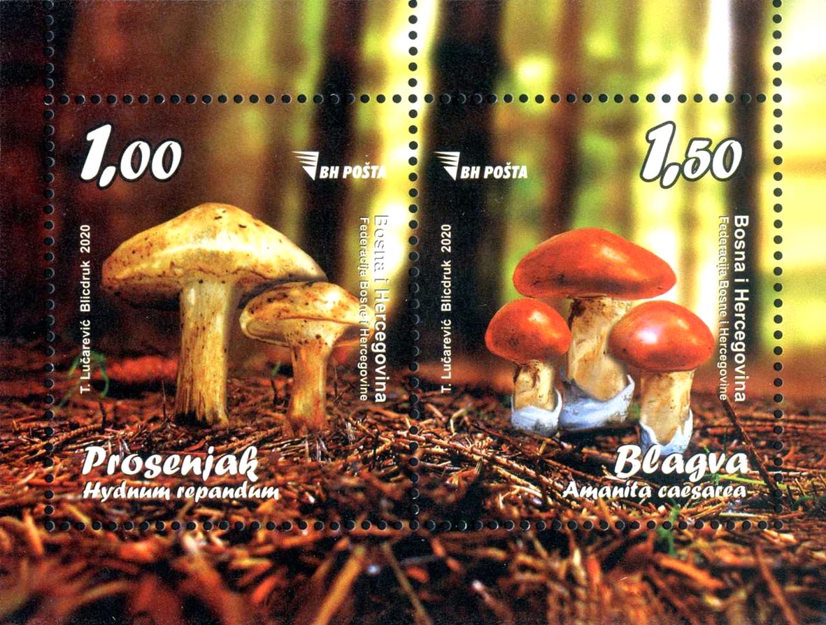 Gljive: “Prosenjak (Hydnum repandum) i Blagva (Amanita caesarea)”