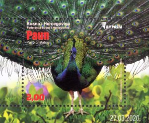 Paun (Pavo Cristatus)