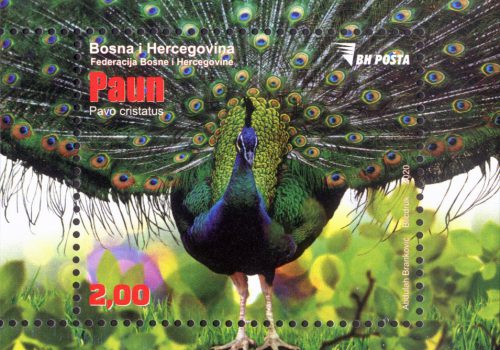 Paun (Pavo Cristatus)