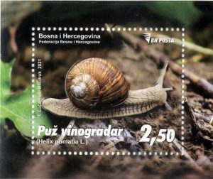 Puž Vinogradar