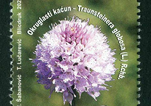 Okruglasti Kaćun
