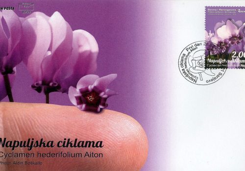 Napuljska Ciklama – FDC