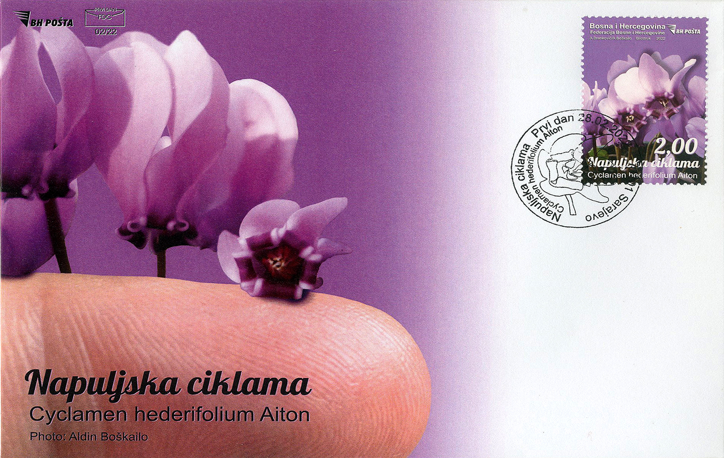 Napuljska ciklama – FDC