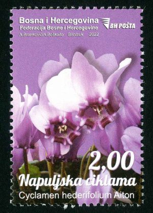 Napuljska Ciklama
