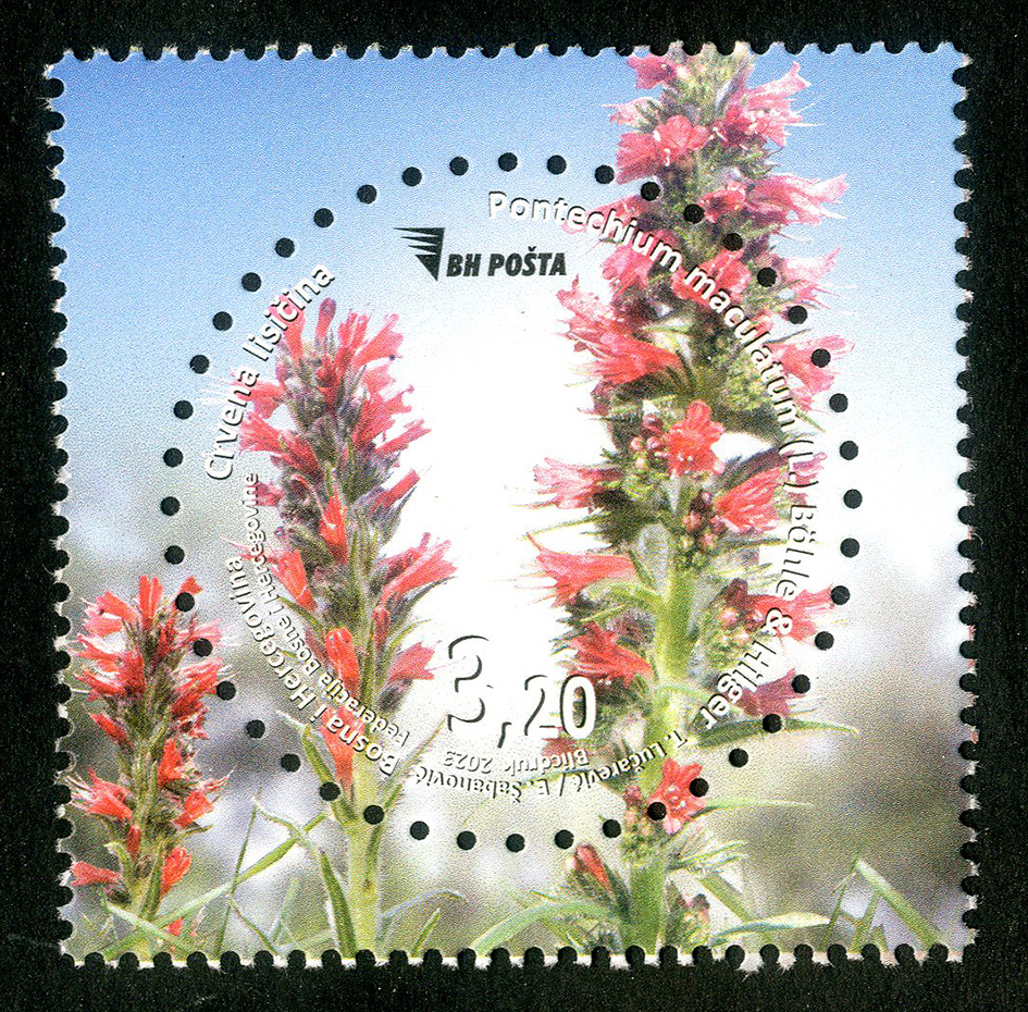Crvena lisičina