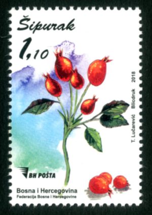 Šipurak