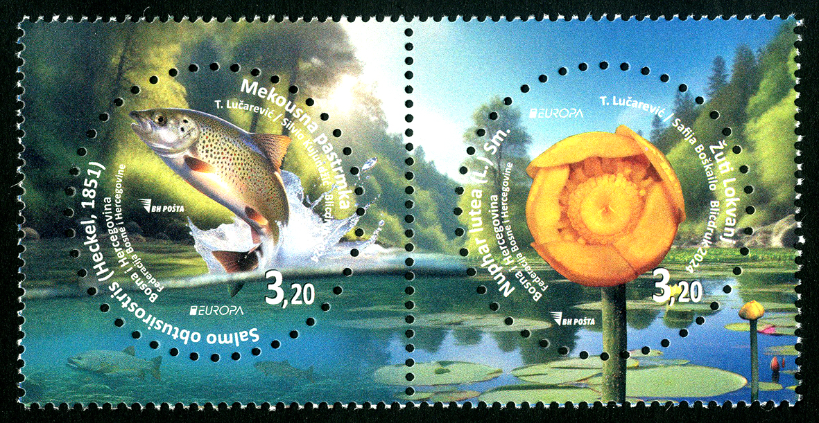 Mekousna pastrmka (Salmo obtusirostris (Heckel, 1851) i Žuti lokvanj (Nuphar lutea (L.) Sm.) – serija