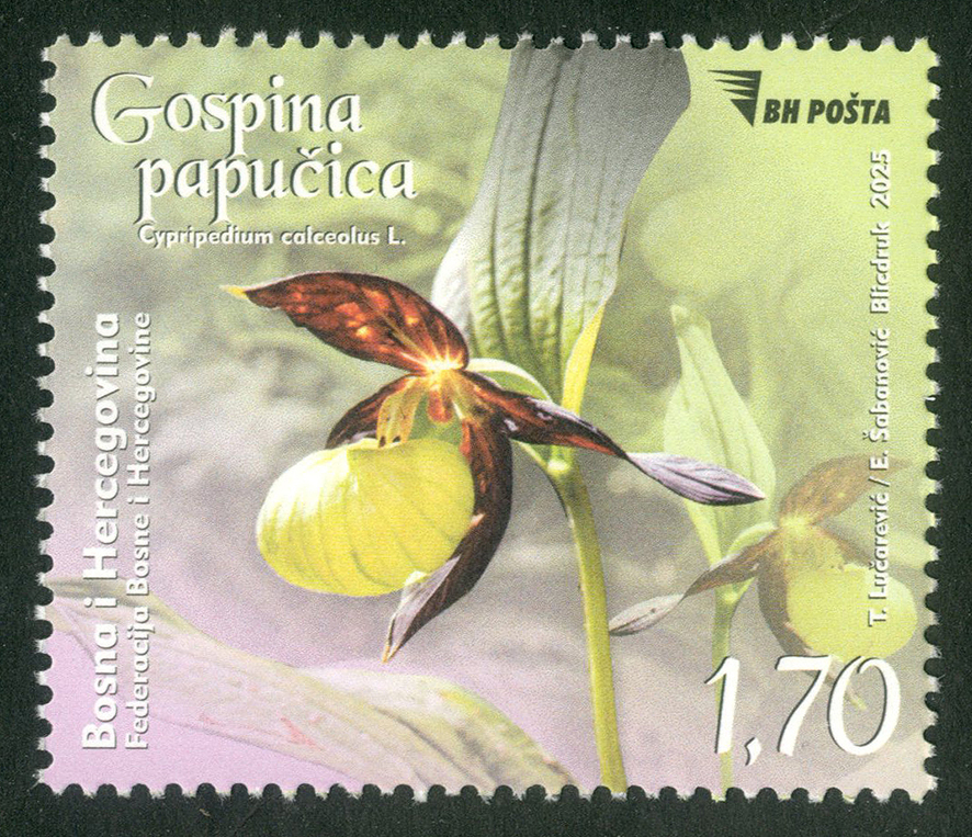 Gospina Papučica